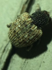 Pheloconus cribricollis