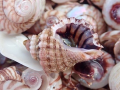 Turritriton labiosus