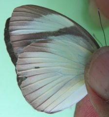 Itaballia demophile centralis