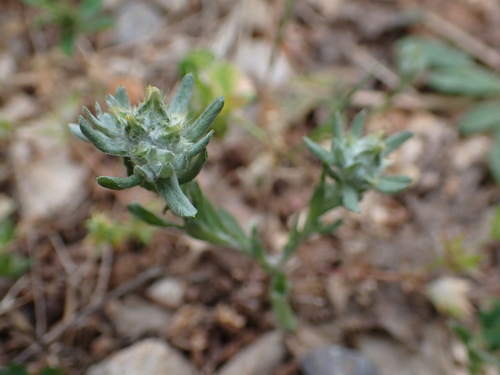 Image of Filago pyramidata by (c) Milan Chytrý, some rights reserved (CC BY)