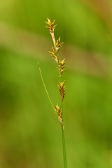 Carex laeviculmis