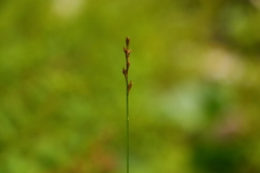 Carex laeviculmis