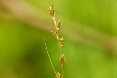 Carex laeviculmis