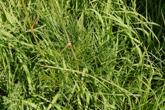 Peucedanum morisonii