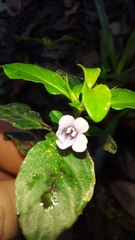 Dyschoriste humistrata