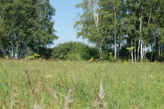 Peucedanum morisonii