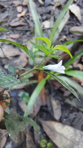 Dyschoriste humistrata, photograph 2