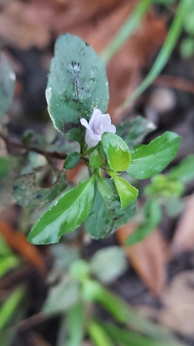 Dyschoriste humistrata, photograph 3
