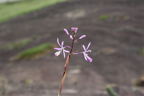 Pseudolaelia dutrae