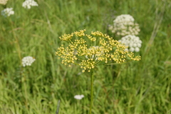 Peucedanum morisonii