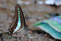 Graphium teredon