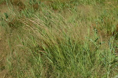 Hordeum brevisubulatum