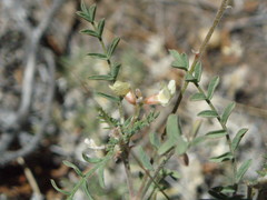 Astragalus misellus