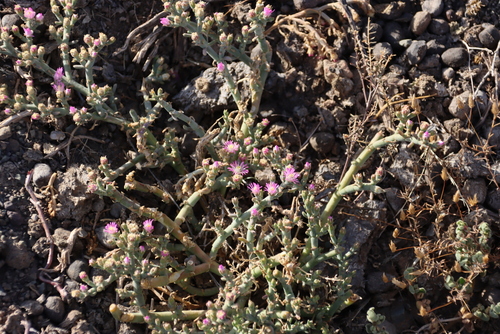 Image of Mesembryanthemum junceum by (c) Tony Rebelo, some rights reserved (CC BY-SA)