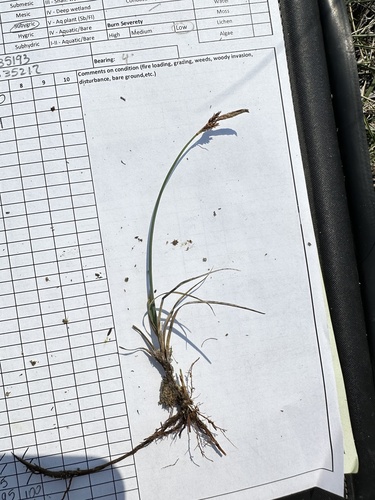 Parry's Sedge (Carex parryana)