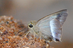 Hasora chromus chromus