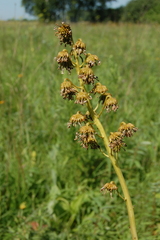 Ligularia