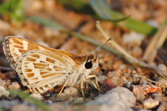 Taractrocera maevius