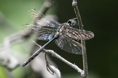 Somatochlora elongata