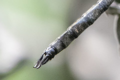 Somatochlora elongata