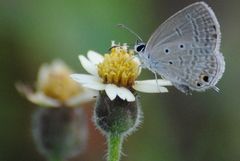 Euchrysops cnejus cnejus