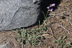 Penstemon azureus