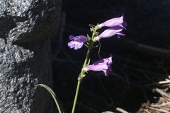 Penstemon azureus