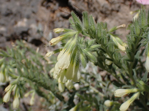 Image of Onosma echioides by (c) Milan Chytrý, some rights reserved (CC BY)