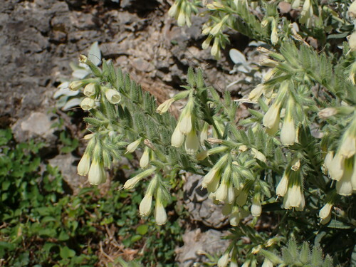 Image of Onosma echioides by (c) Milan Chytrý, some rights reserved (CC BY)