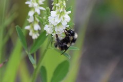 Bombus bifarius
