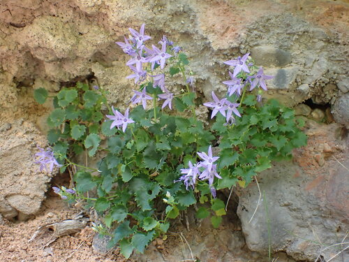 Image of Campanula fenestrellata by (c) Milan Chytrý, some rights reserved (CC BY)