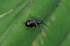 Lema concinnipennis