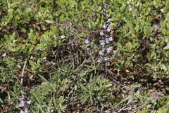 Lupinus arbustus