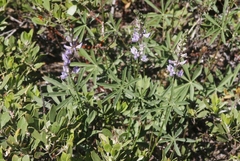 Lupinus arbustus