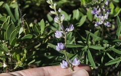 Lupinus arbustus