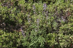 Lupinus arbustus