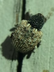 Pheloconus cribricollis