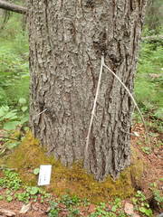 Eurhynchiastrum pulchellum