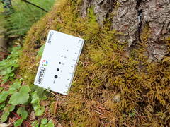 Eurhynchiastrum pulchellum