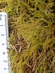 Eurhynchiastrum pulchellum