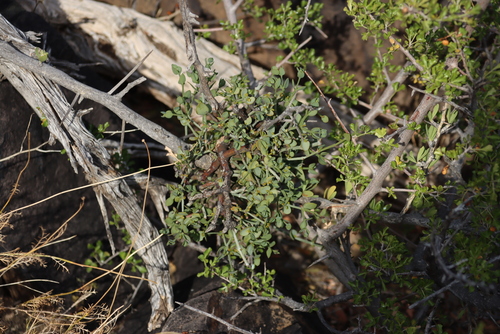 Image of Viscum rotundifolium by (c) Tony Rebelo, some rights reserved (CC BY-SA)