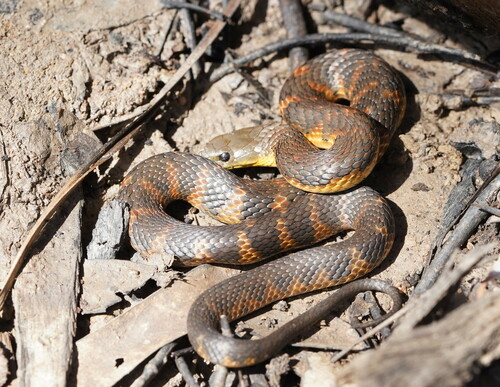 Tiger Snake sighting