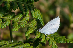 Celastrina lavendularis