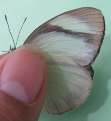 Itaballia demophile centralis