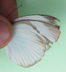 Itaballia demophile centralis