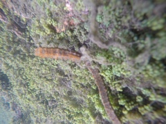 Hippocampus ingens