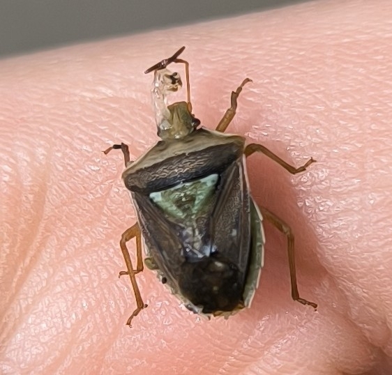 Acledra punctata