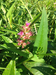 Decodon verticillatus