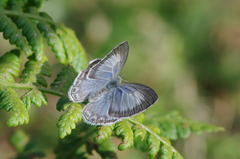 Celastrina lavendularis