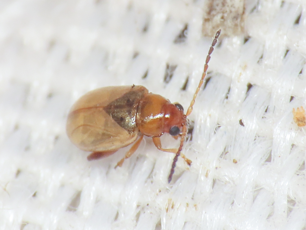 Aphthona franzi